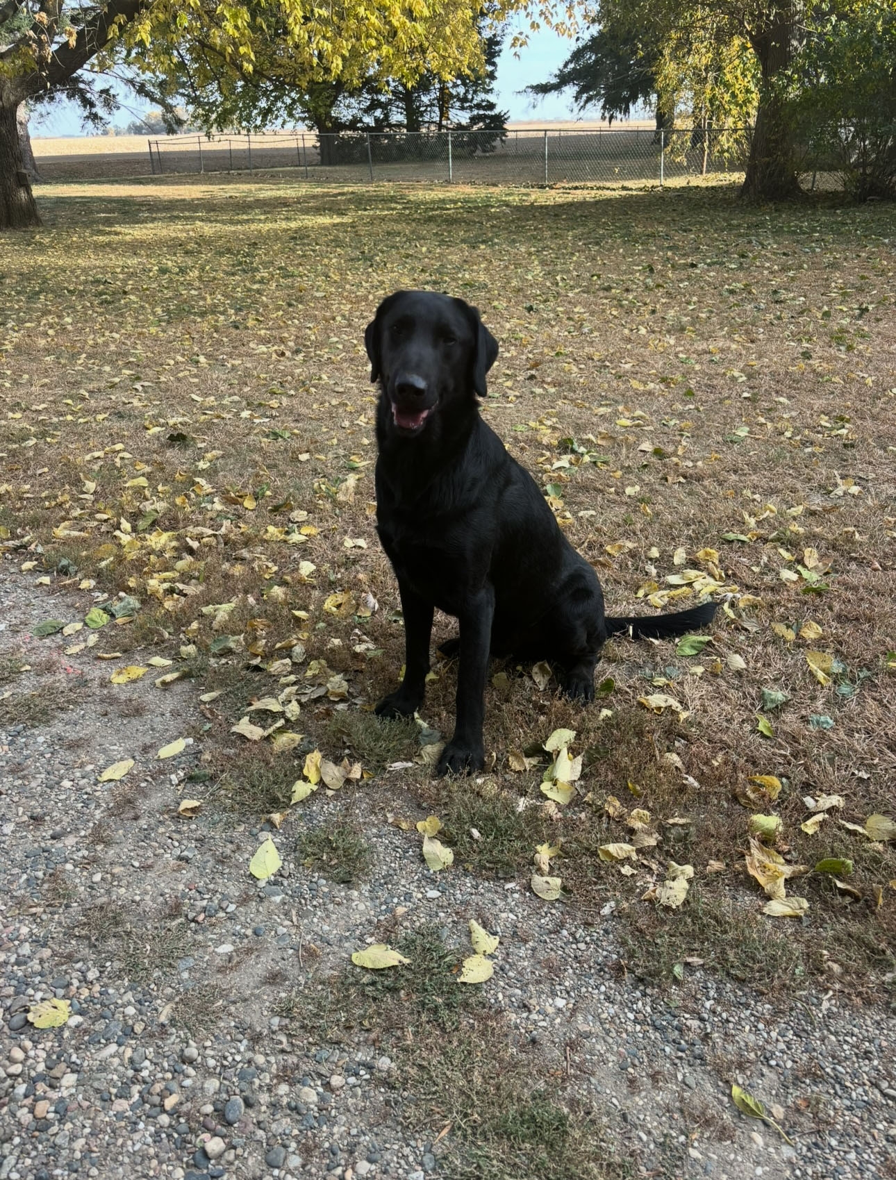 LONE WILLOW'S PIPPA II